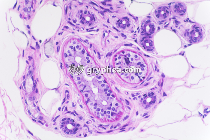 Peau du doigt avec glandes sudoripares x40 - gryphea.com